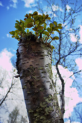 Image showing spring stump of a very old and natural