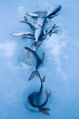 Image showing Freshly caught fish on ice in a very windy day