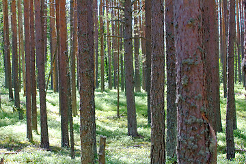 Image showing Ancient pine forest brightly lit by sun - life in the woods by Henry Thoreau