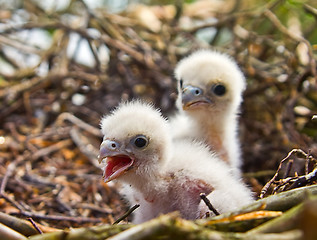 Image showing White fluffy Chicks of Hobby - very unsimilar to terrible Falcon