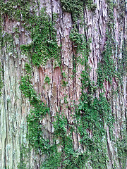 Image showing bark and moss eco background South wood