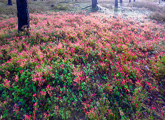 Image showing red  carpet: brilliant heather and cranberries in pine forest