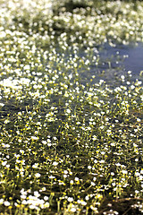 Image showing beautiful carpet of snow-white water flowers cover waterbody