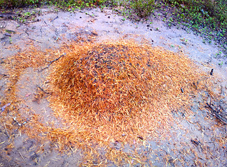 Image showing Strange anthill: community sand and wood ants