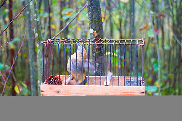 Image showing Concept lack of freedom: like bird in cage