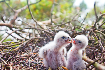 Image showing White fluffy Chicks of Hobby - very unsimilar to terrible Falcon