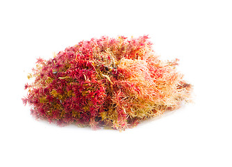 Image showing natural moss decoration on white background