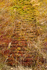 Image showing Trail plastic caterpillars modern Rover on moss - save tundra