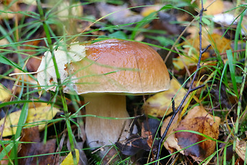 Image showing pine bolete mushroom in autumn forest eco clean
