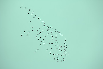 Image showing Fall: flocks of migratory birds fly to warmer climes