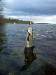 Image showing grayling fishing Northern fish