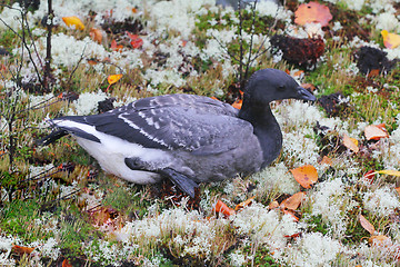 Image showing Unusual black goose is resting on reindeer moss