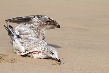 Image showing seagull dies in a trap from the thrown line