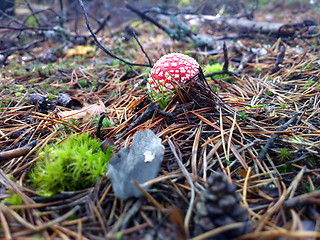 Image showing  fly amanita  mushroom  autumn