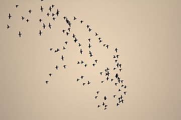 Image showing Fall: flocks of migratory birds fly to warmer climes