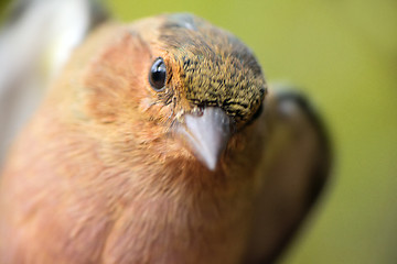 Image showing Close-up portrait of chaffinch (Fringilla coelebs). Young male