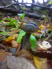 Image showing birch boletus mushroom in autumn forest eco clean