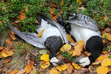 Image showing Trophies Northern hunting geese