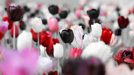 Image showing toned tulips concept