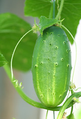 Image showing Cucumber on Branch