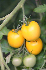 Image showing Tomatoes on Branch