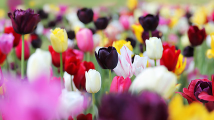 Image showing field of tulips in spring