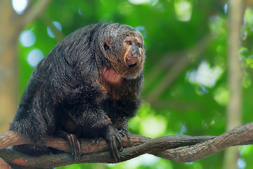 Image showing Saki Monkey Portrait