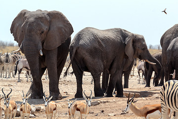 Image showing crowded waterhole with Elephants