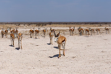 Image showing Springbok Antidorcas marsupialis