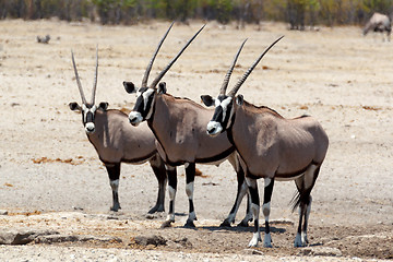 Image showing Gemsbok, Oryx gazella on waterhole