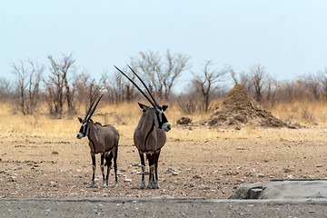 Image showing Gemsbok, Oryx gazella on waterhole