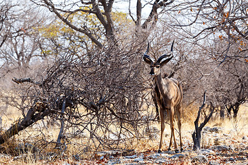 Image showing portrait of Kudu antelope