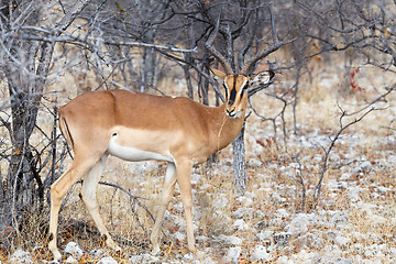Image showing Portrait of Impala antelope