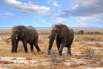 Image showing big african elephants in Etosha 