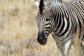 Image showing Zebra in african bush