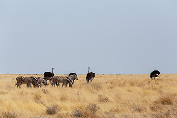 Image showing Ostrich Struthio camelus, in Etosha, Namibia