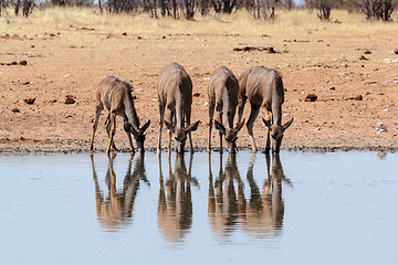 Image showing drinking Kudu antelope