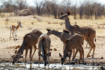 Image showing drinking Kudu antelope