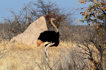 Image showing Ostrich Struthio camelus, in Etosha, Namibia