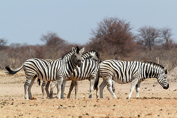 Image showing Zebra in african bush