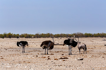 Image showing Ostrich Struthio camelus, in Etosha, Namibia