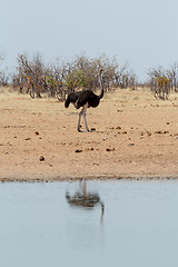 Image showing Ostrich Struthio camelus, in Etosha, Namibia