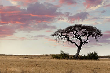 Image showing Large Acacia tree in the open savanna plains Africa