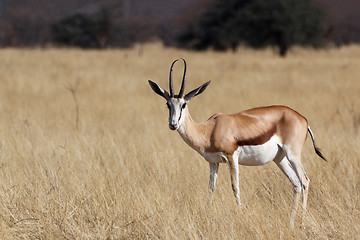 Image showing Springbok Antidorcas marsupialis