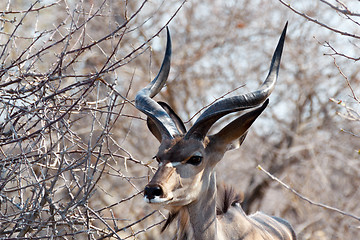 Image showing portrait of Kudu antelope