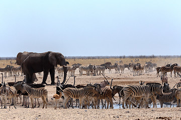 Image showing crowded waterhole with Elephants