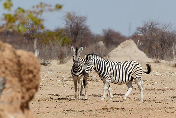 Image showing Zebra in african bush