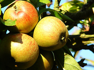 Image showing ripe apples