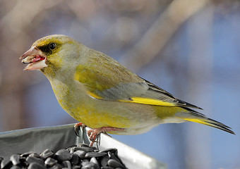 Image showing European Greenfinch Bird