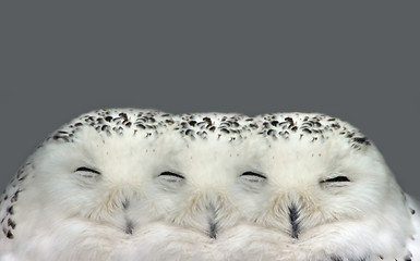 Image showing Snow Owl Illusion